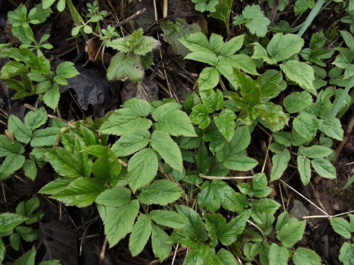 Ground Elder Goutweed Bishops Weed Aegopodium Podagraria