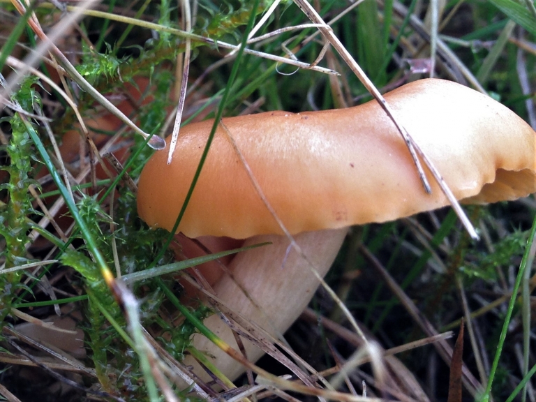 Meadow Waxcap