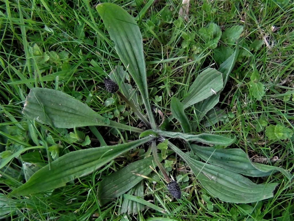 Ribwort Plantain Narrow Leaf Plantain Plantago Lanceolata