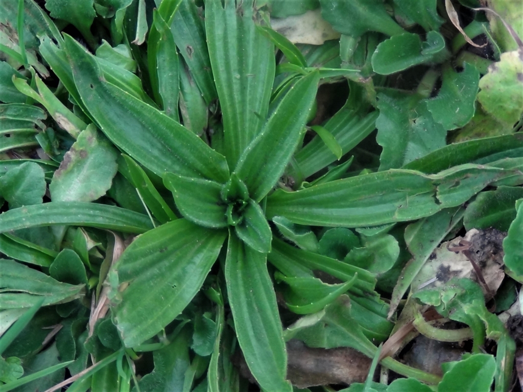 Ribwort Plantain Narrow Leaf Plantain Plantago Lanceolata