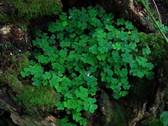 Wood Sorrel Fairy Bells Wood Sour Cuckoo S Meat Oxalis Acetoslla