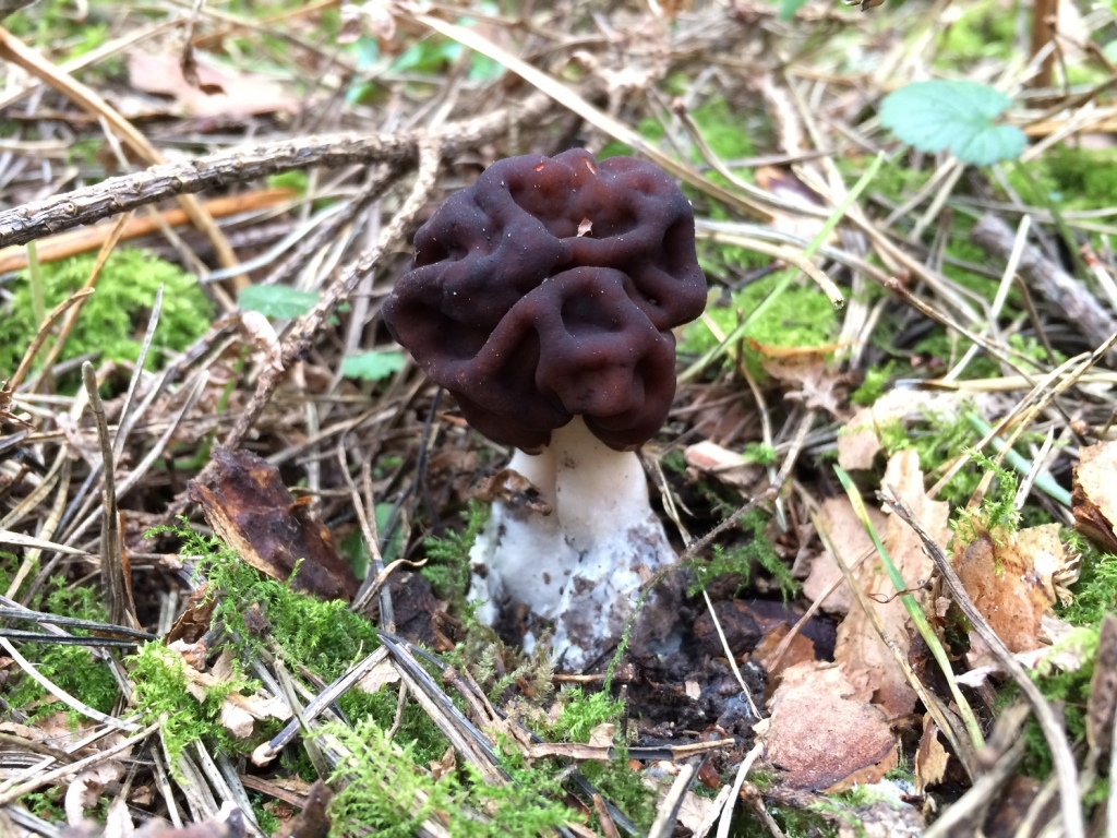 False Morel