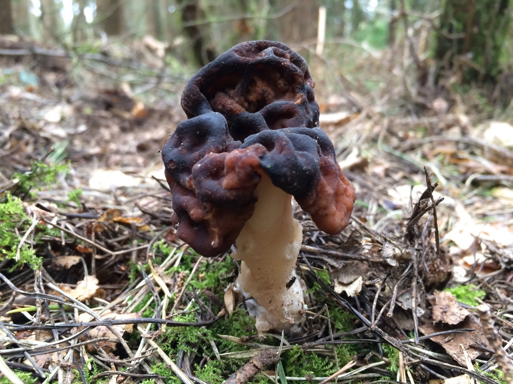 False Morel