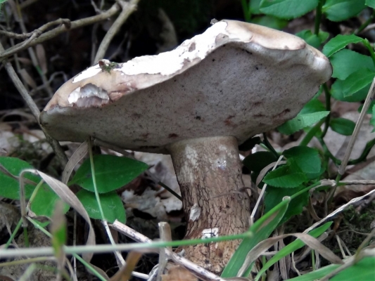 Bitter Bolete