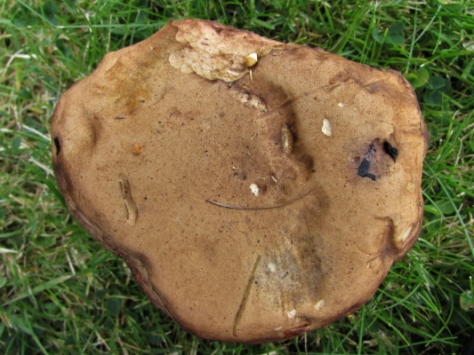 Bitter Bolete