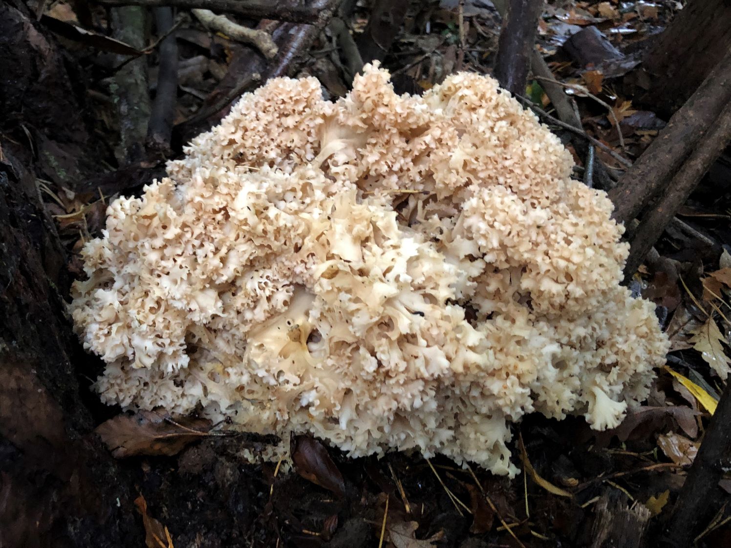 Cauliflower Fungus