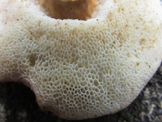 Chestnut Bolete