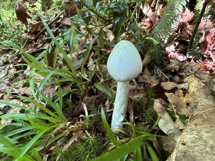 Destroying Angel