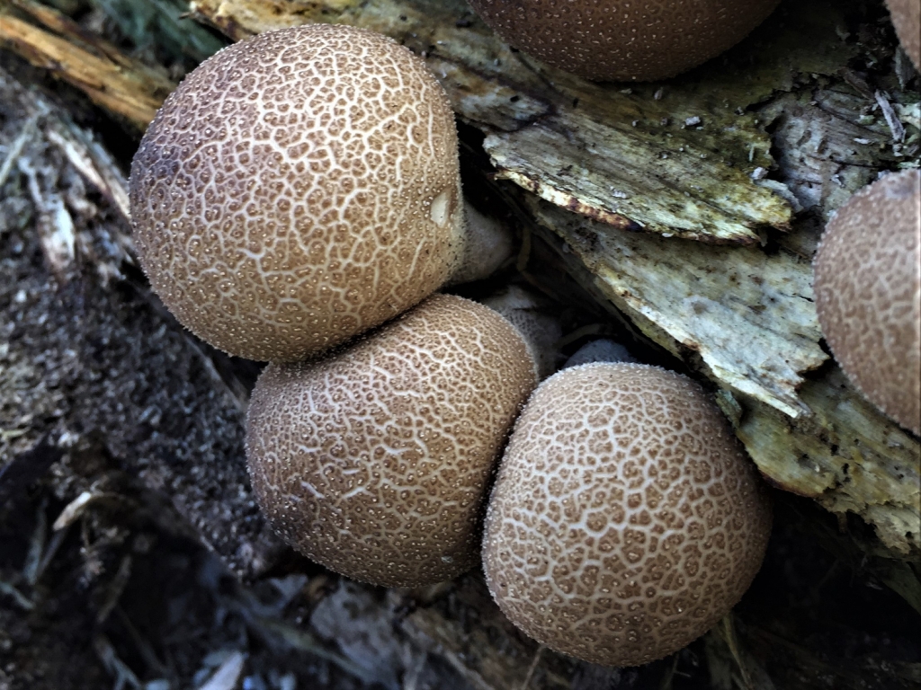 Stump Puffball