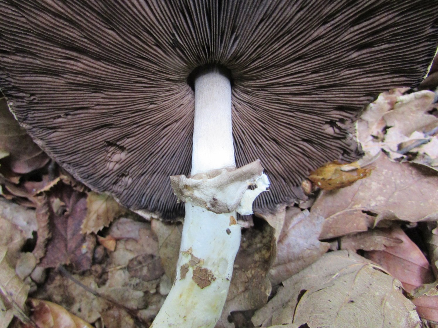 wood-mushroom