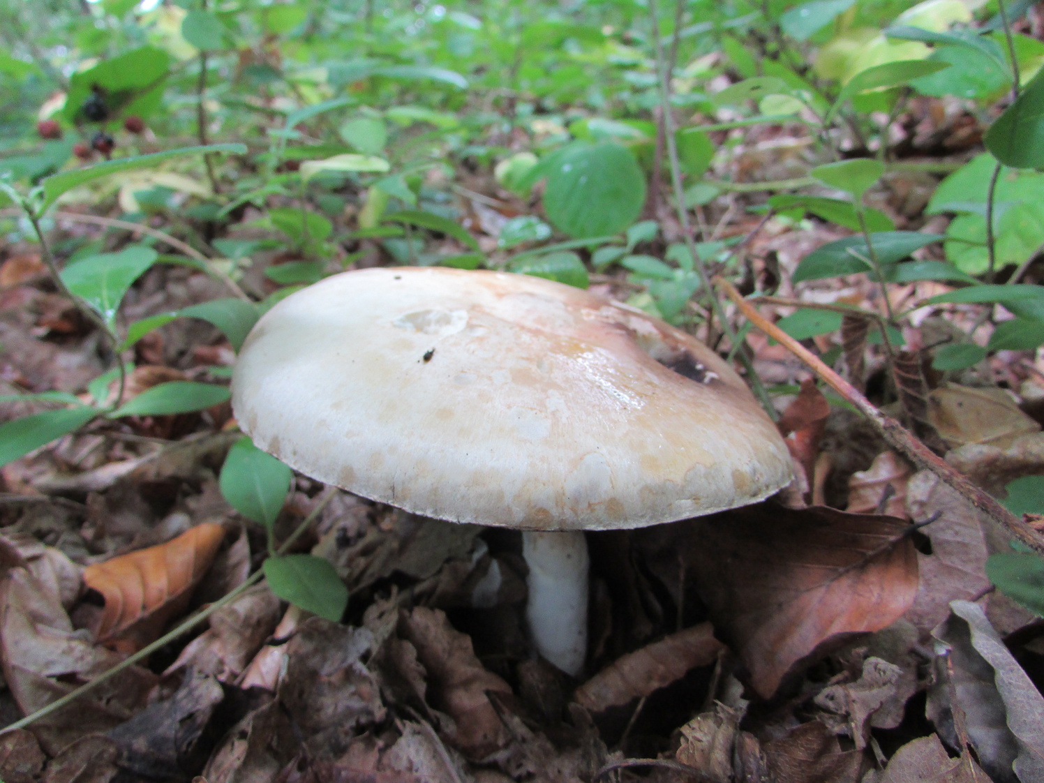 wood-mushroom