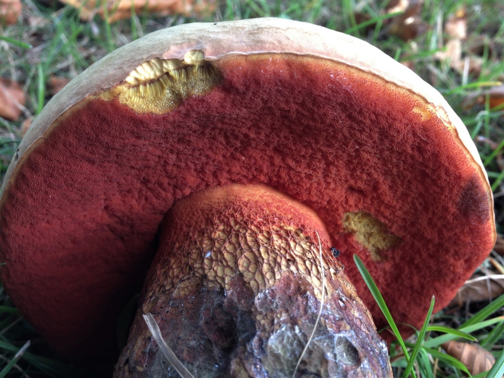 lurid-bolete