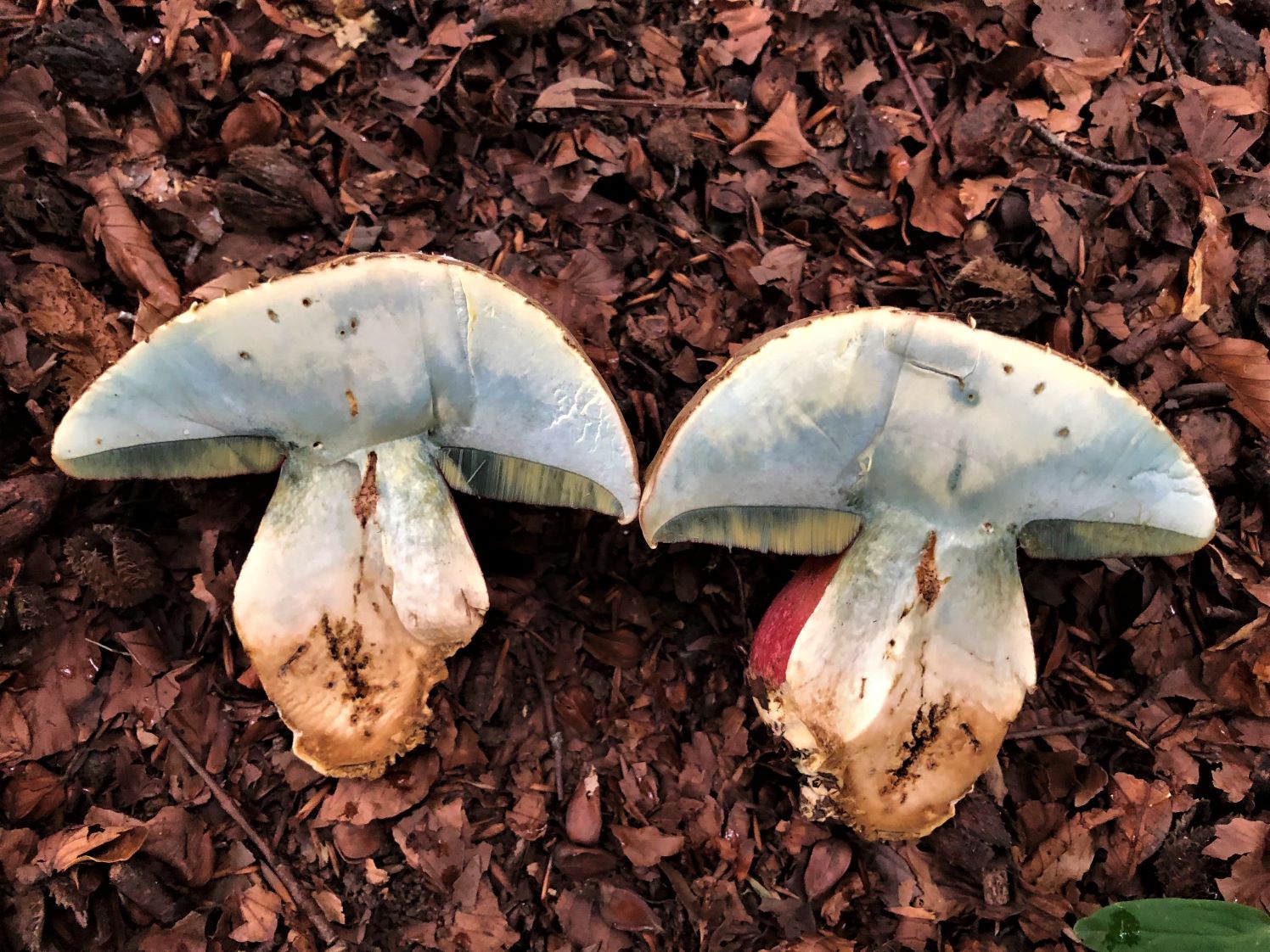 Rubroboletus satanas, Devil's Bolete mushroom