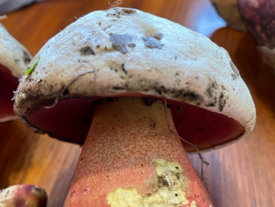 Devil's Bolete