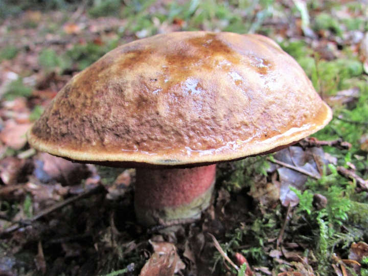 scarletina-bolete