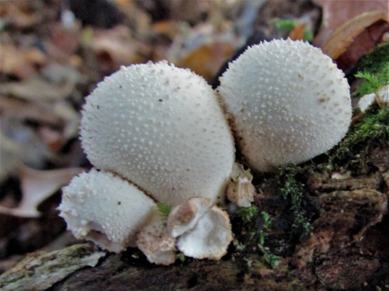 Stump Puffball