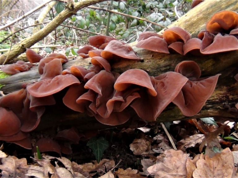 auricularia auricula underw recipe