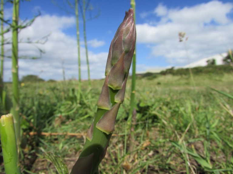 Asparagus, Sparrow Grass, Asparagus officinalis, Asparagus prostratus