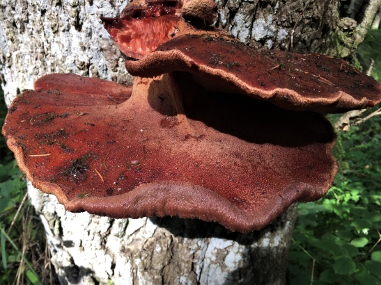 Beefsteak Fungus