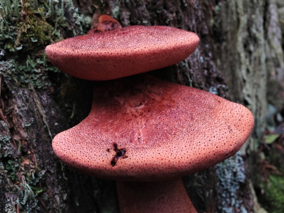 Beefsteak Fungus