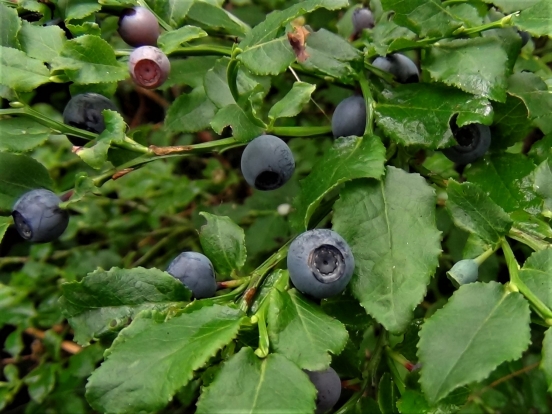 Bilberry, Blaeberry, Whortleberry, Whinberry, Windberry, Myrtle Berry ...