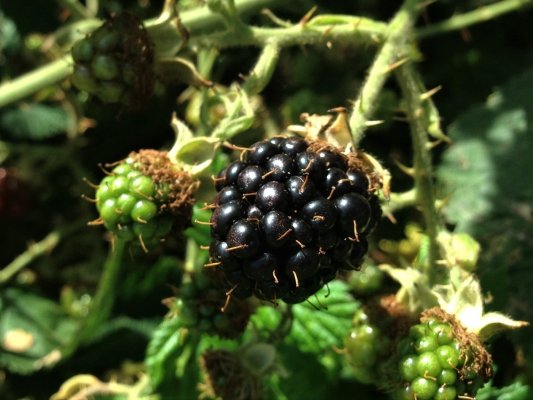 Bramble, Blackberry, Rubus fruticosus