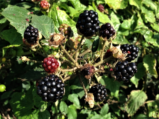 Bramble, Blackberry, Rubus Fruticosus