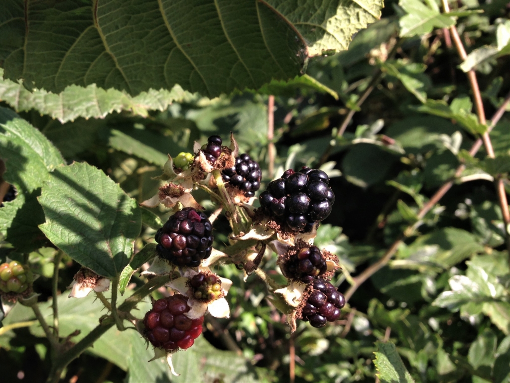 Bramble, Blackberry, Rubus Fruticosus