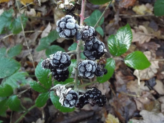 Bramble, Blackberry, Rubus Fruticosus