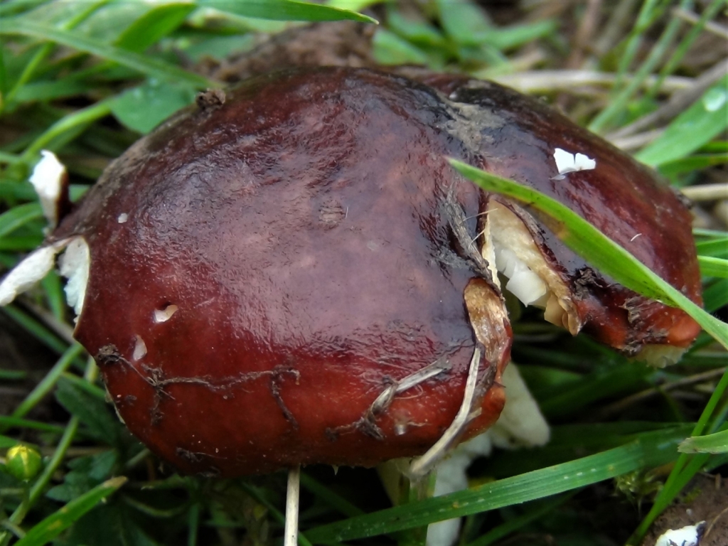 mushroom-belongs-to-the-group