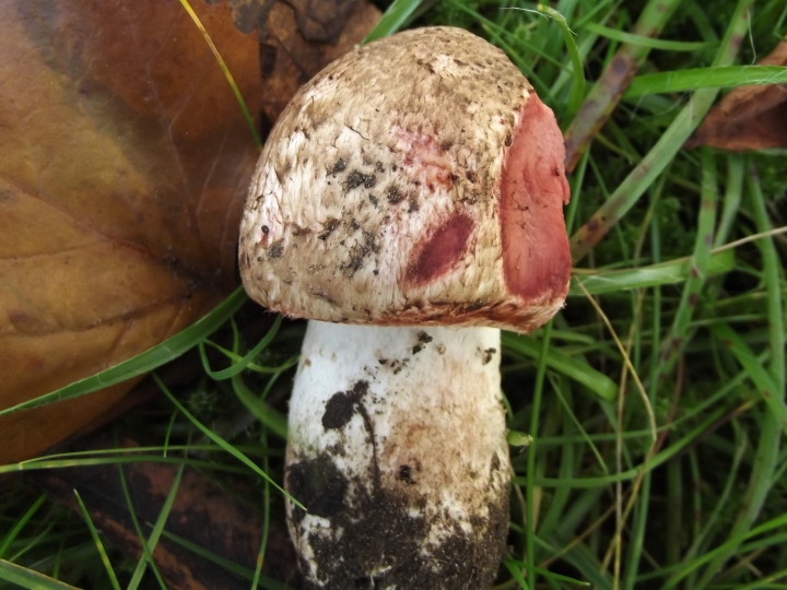 Blushing Wood Mushroom