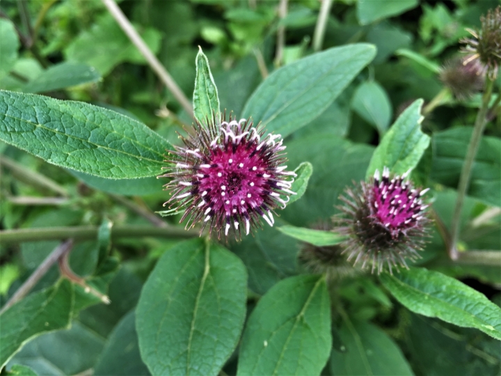 common-burdock-lesser-burdock-arctium-minus-arctinum-lappa