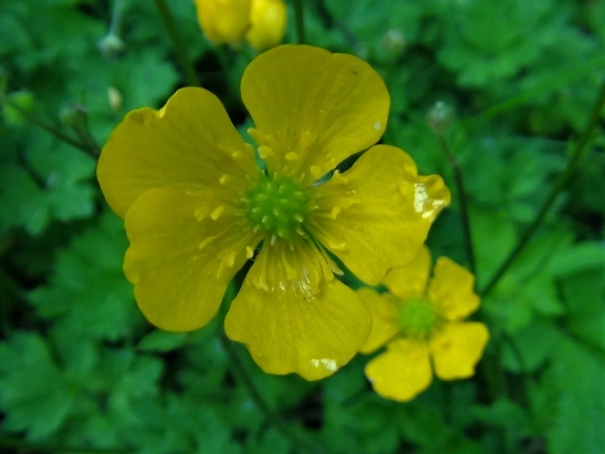 other names for disappointing buttercup plant