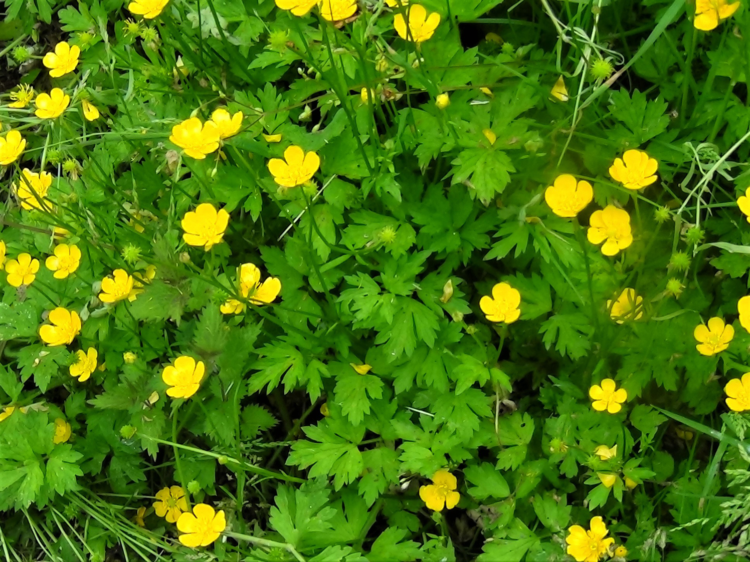 Buttercups Ranunculus