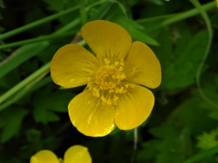 Buttercups, Ranunculus