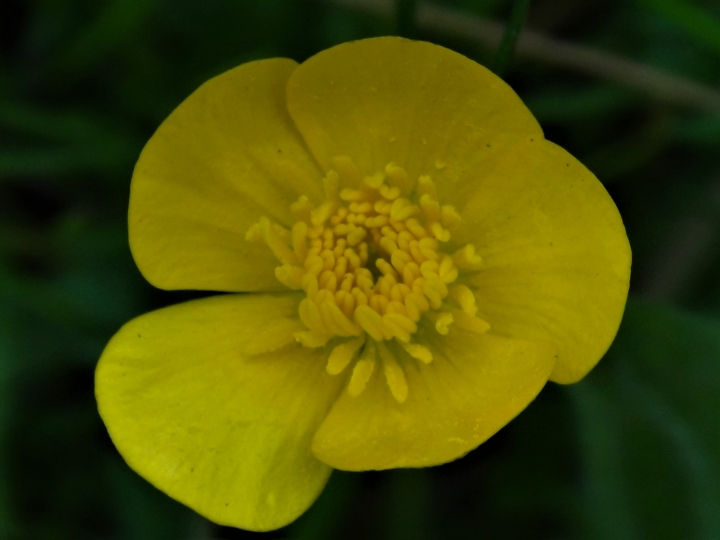 buttercup flowers tulare