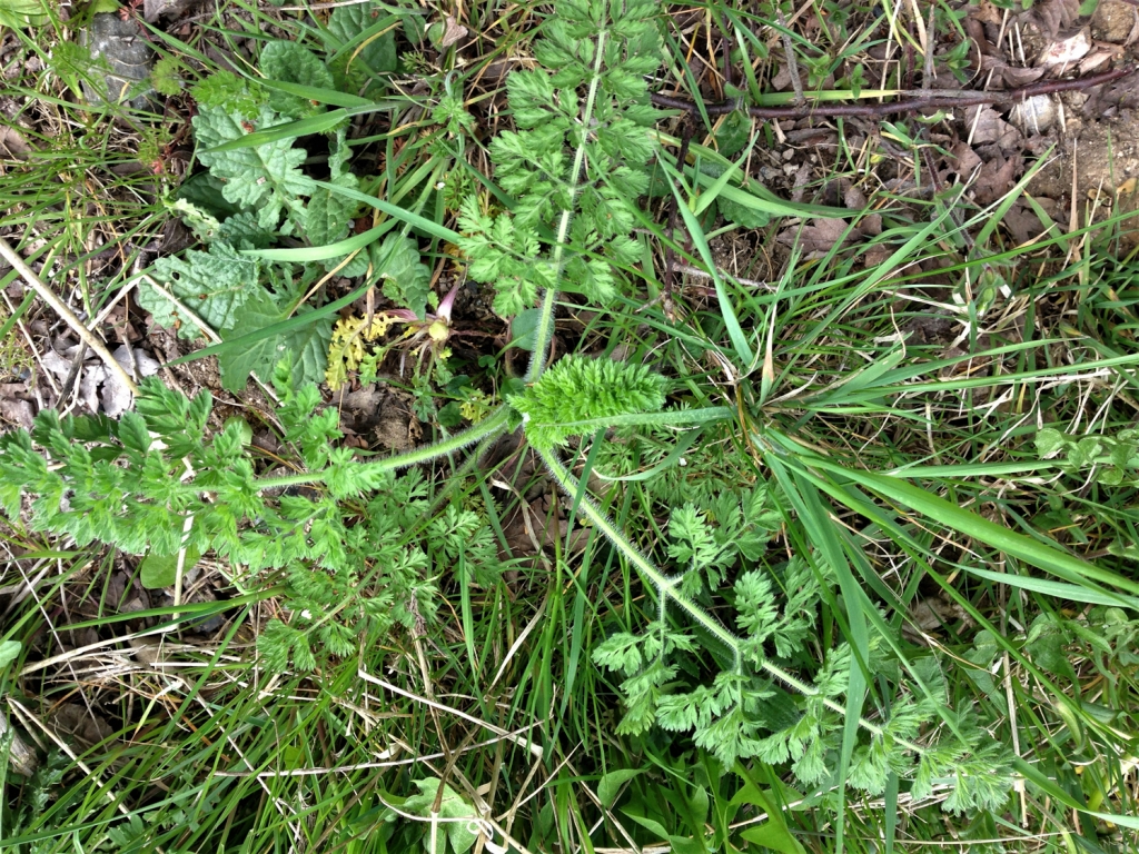 wild-carrot-daucus-carota