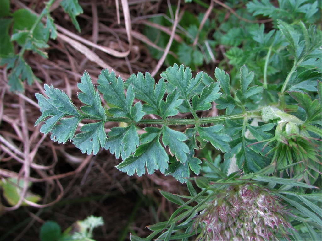 Wild Carrot, Daucus carota