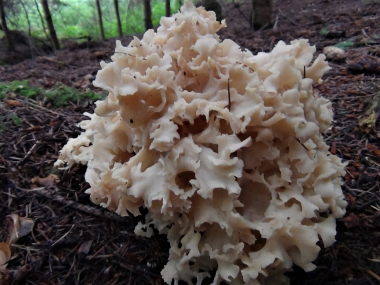 cauliflower-fungus