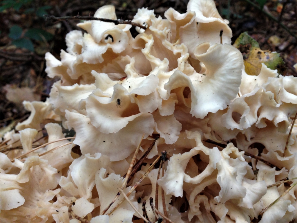 cauliflower-fungus