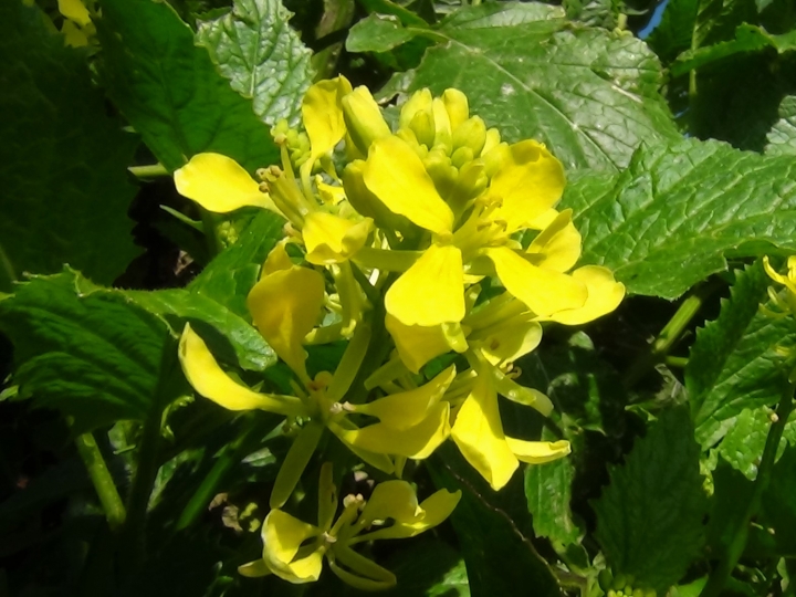 Wild Mustard, Charlock, Field Mustard, Sinapis arvensis