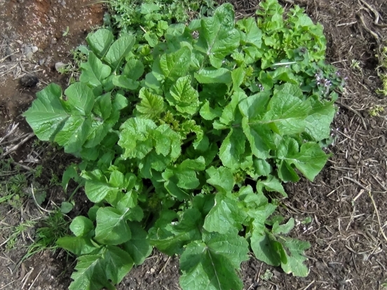 Wild Mustard, Charlock, Field Mustard, Sinapis arvensis