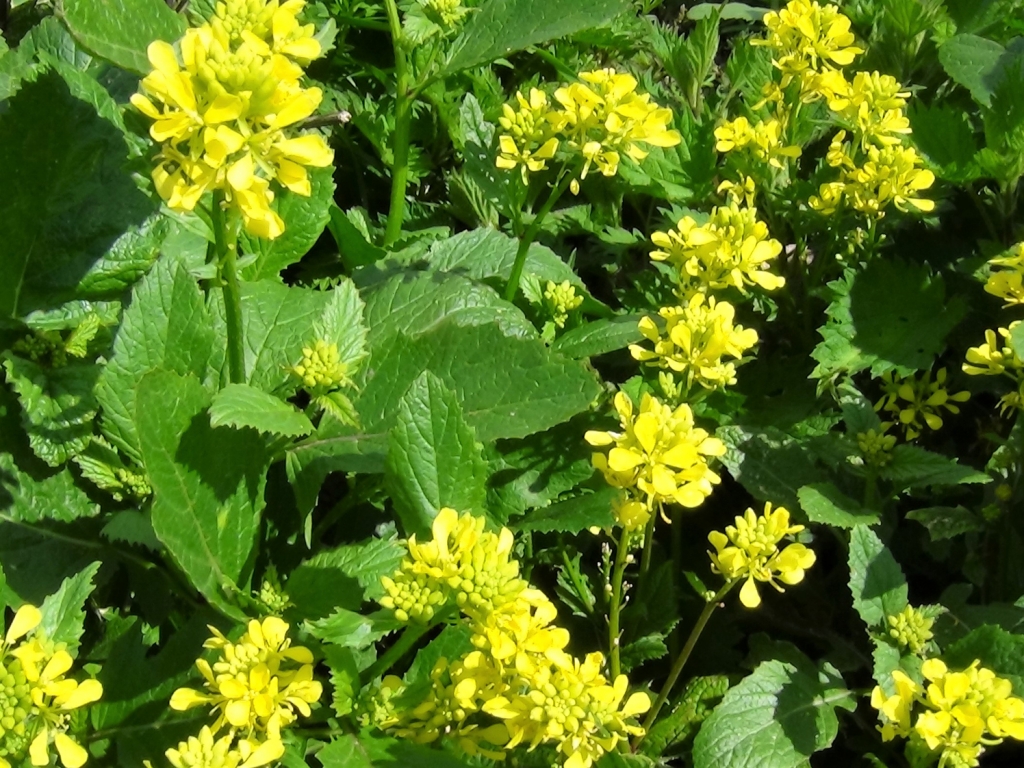 Wild Mustard, Charlock, Field Mustard, Sinapis arvensis