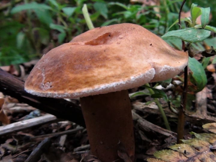 Chestnut Bolete