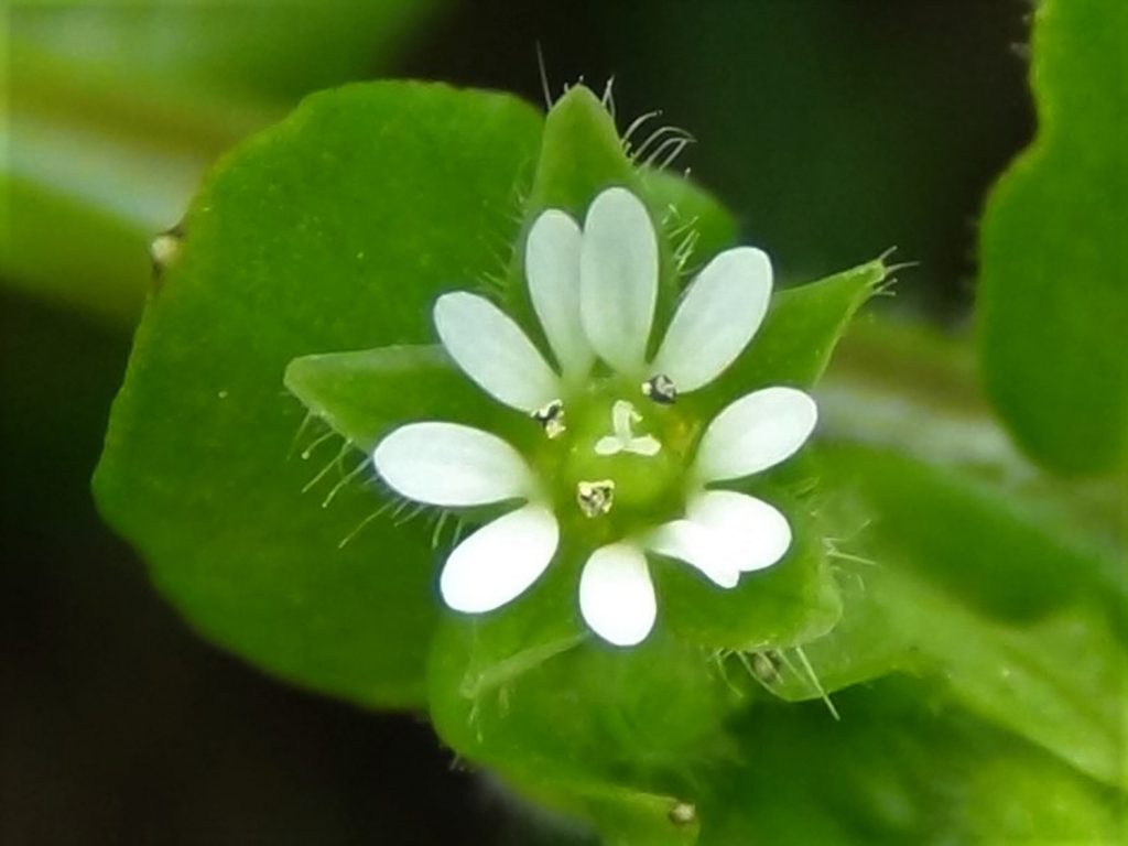 Common Chickweed, Chickenwort, Craches, Maruns, Winterweed, Stellaria ...