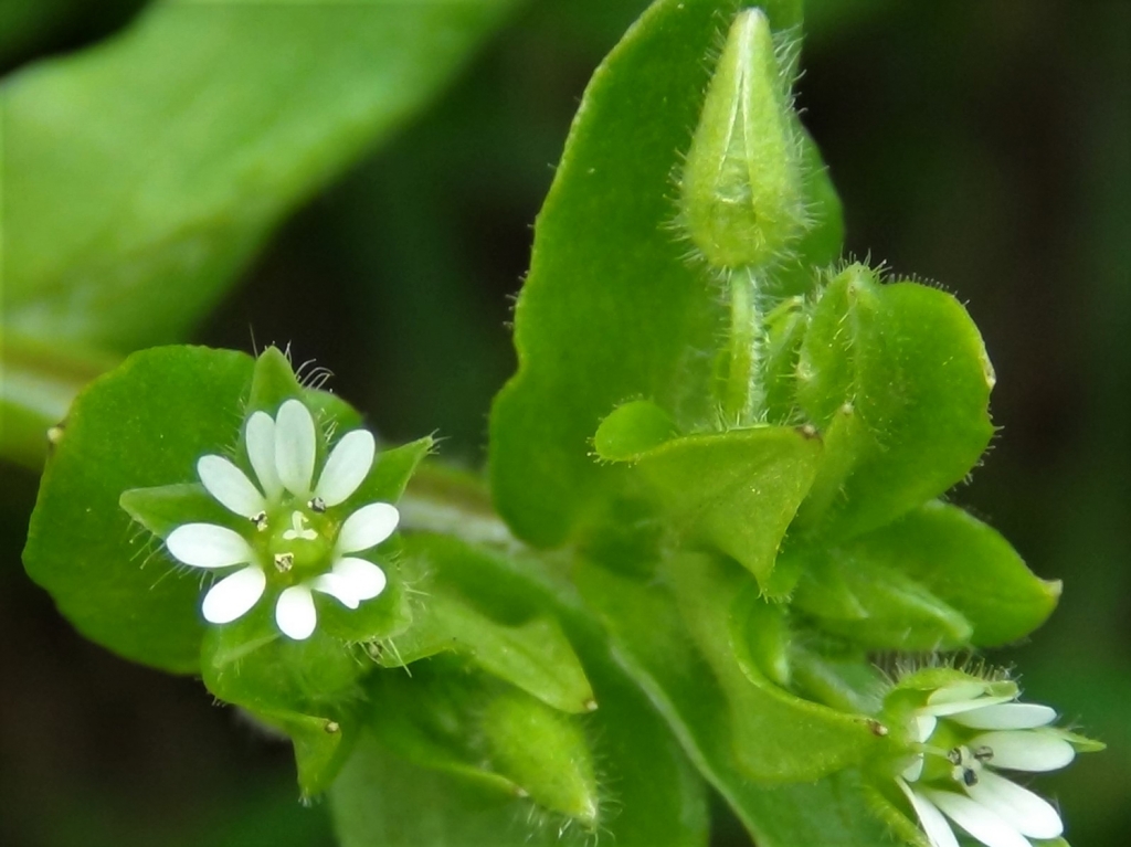 Common Chickweed, Chickenwort, Craches, Maruns, Winterweed, Stellaria ...