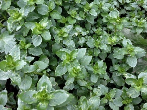 Common Chickweed, Chickenwort, Craches, Maruns, Winterweed, Stellaria 