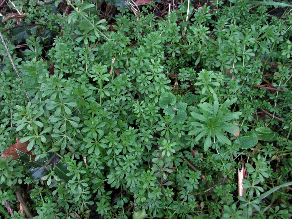 cleavers-goosegrass-sticky-willies-galium-aparine