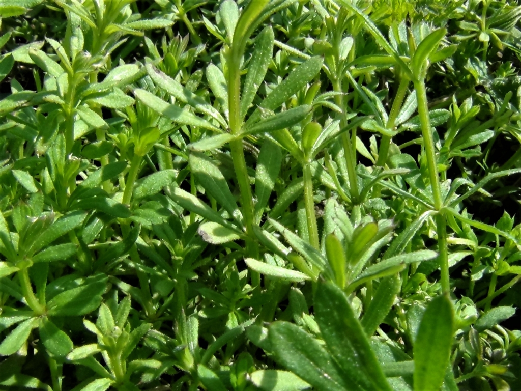 Cleavers Goosegrass Sticky Willies Galium Aparine