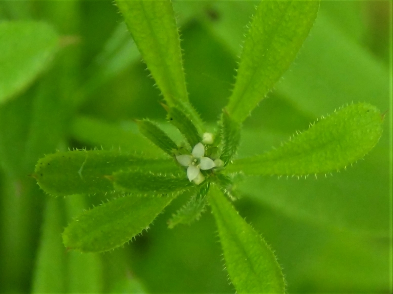 Cleavers Goosegrass Sticky Willies Galium Aparine